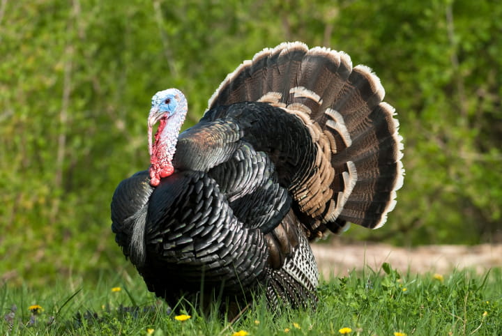 Hecs Turkey Hunting Season